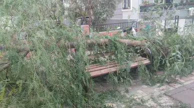 İzmir Ödemiş’te rüzgar faciası: Devrilen ağaç 2 kişiyi yaraladı