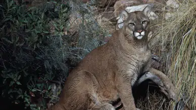 Colorado'da dağ aslanı dehşeti: 25 yıl sonra ilk ölümlü saldırı