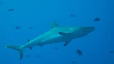 Brezilya'da 13 yaşındaki çocuğa köpekbalığı saldırdı