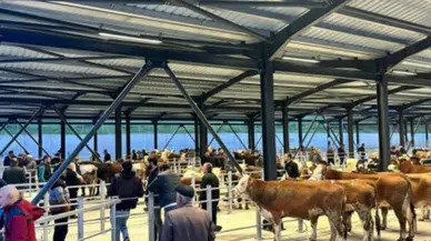 Bartın hayvan pazarı ne zaman açılıyor? 4 aylık şap nöbeti bitiyor!