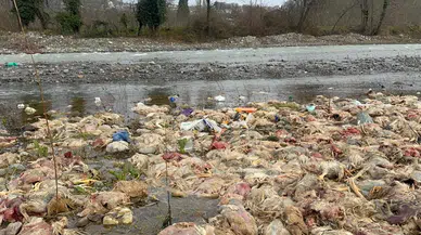 Alaplı’da çevre skandalı: Çay yatağında onlarca ölü tavuk bulundu!