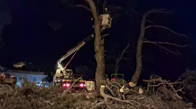 Aydın'da kuvvetli rüzgar çam ağacını devirdi!