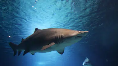 Köpek balığı saldır 12 yaşındaki çocuk, köpek balığı saldırısında yaşamını yitirdi! ısında 12 yaşındaki çocuk yaşamını yitirdi!