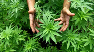 Sırbistan'daki rekor uyuşturucu operasyonunda 5 ton esrar ele geçirildi