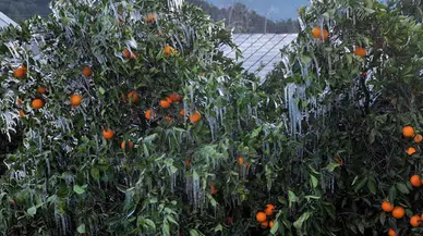 Adana'daki çiftçiler nöbet başında: Zirai don ile mücadele