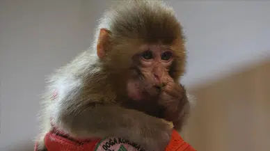 Bursa'da 3 makak maymunu koruma altına alındı!