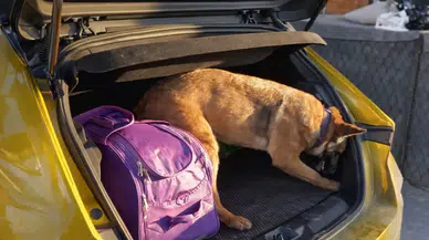 Narkotik köpeği Pera, bagaj altındaki gizli bölmeyi tespit etti!