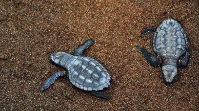 15 günde 7 deniz kaplumbağası kıyıya vurdu