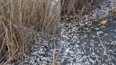 Uluabat Deresi'nde binlerce ölü balık bulundu