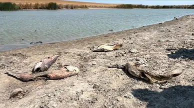 Tekirdağ'da su seviyesi düştü, Temrezli Göleti'nde balıklar öldü!