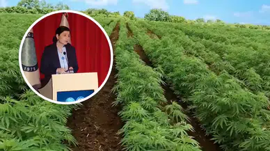 Kanserle mücadelede alternatif yol: Prof. Dr. Dilek İnan kenevir tedavisini anlattı