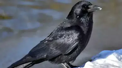 Dünyanın en zeki hayvanları!