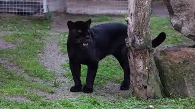 İzmir Doğal Yaşam Parkı'nın jaguarı Juliet öldü