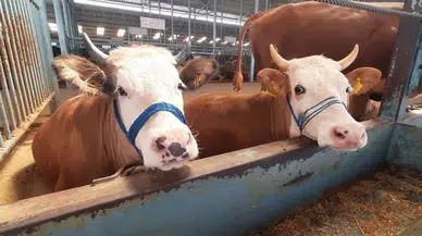 Aydın'ın Köşk ilçesinde şap hastalığı karantinası kaldırıldı