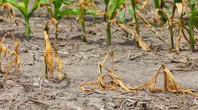 Başkan Fatih Köse: Gediz Havzası alarm veriyor!