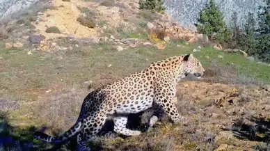 Avlanması yasak türler açıklandı: Anadolu parsına zarar vermenin cezası 45 milyon TL!