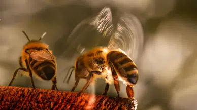 Arıların doğal klimaları iflas etti: Kovanlar artık soğumuyor!