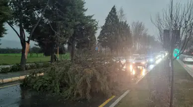Muğla Menteşe'de fırtına çilesi: Yola ağaç devrildi, trafik durdu!