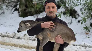 Düzce’de karların içinde yaralı bulunan yavru karaca kurtarıldı