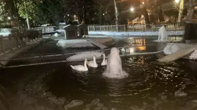 Ankara'nın simgesi Kuğulu Park'ta dondurucu soğuk: Havuz buz tuttu