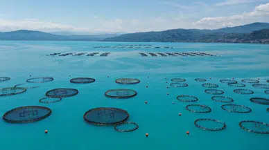 Ordu'nun ağ kafeslerinde 6 bin ton balık üretildi