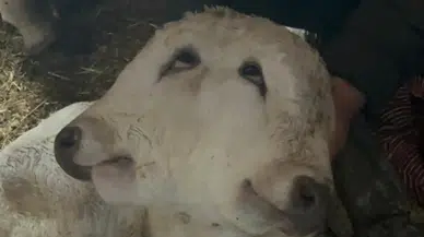 Erzurum'da çift başlı buzağı dünyaya geldi