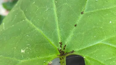 Kaz Dağları'nda yeni böcek türü keşfedildi