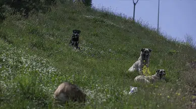 Başıboş köpeğin kovaladığı öğrenciye otobüs çarptı
