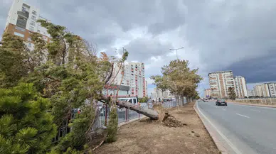 Kayseri'de şiddetli rüzgar ağacı devirdi