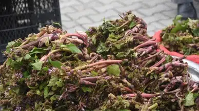 Askerlerin cesaret iksiri tezgaha indi : Sinop'un zılbıt mesaisi başladı