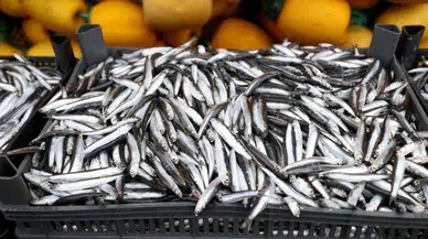 Trakya'da hamsi bolluğu yaşanıyor