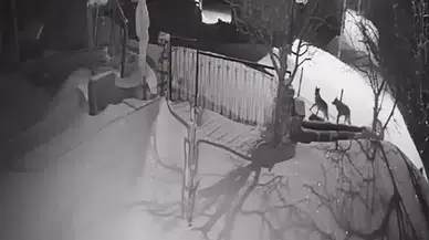 Artvin'de kurt sürüsü yerleşim alanına indi