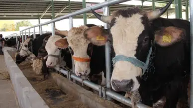 Muğla'da şap hastalığı nedeniyle 11 mahalle karantinaya alındı