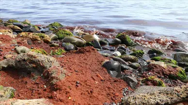 Tekirdağ'da sahil hattı kırmızı yosunla kaplandı