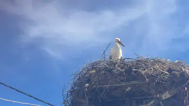 Leylek köyünde büyük heyecan : Yaren’in eşi geldi, gözler şimdi onun yolunda