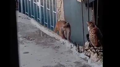 Fikirtepe'de kaçan yasaklı maymun yakalandı