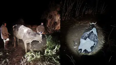 Aydın'da kurtarma operasyonu : Bataklığa saplanan büyükbaş hayvan kurtarıldı