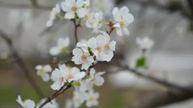 Mersin'de seralarda erik ağaçları çiçek açtı