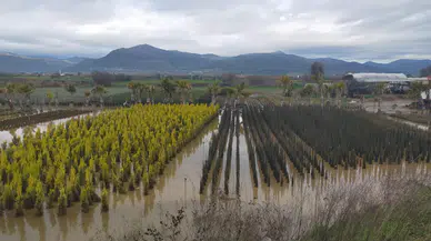 İzmir'de sağanak yağış nedeniyle tarım arazileri ve evler sular altında kaldı