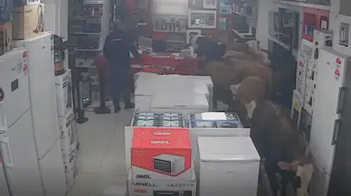 Batman’da kaçan inekler beyaz eşya mağazasına girdi
