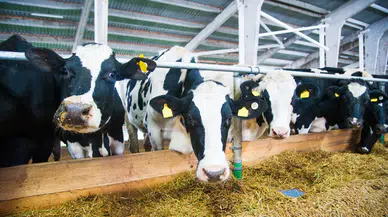 Şap aşısı zorunlu oldu : Aşısız hayvana sevk yok , 132 bin TL ceza var