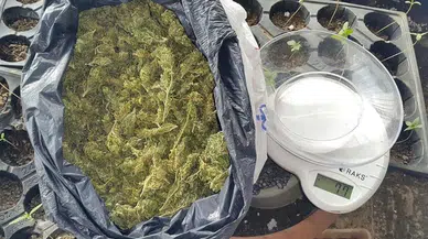 Samsun'da uyuşturucu operasyonu : 12 kilo bonzai ele geçirildi