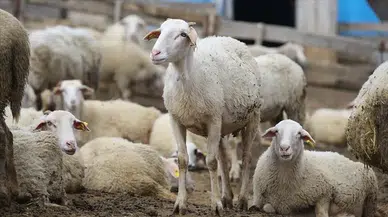 Şanlıurfa'da pes dedirten hırsızlık : 19 koyun sessizce götürüldü