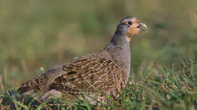 Şırnak'ta yasa dışı yollarla ülkeye getirilen 38 keklik doğaya salındı