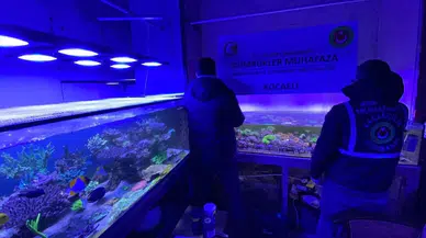 85 bin canlı hayvan gümrük kapısında yakalandı