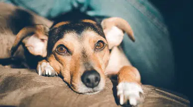 Güney Kore'de her 10 evin 3'ünde evcil hayvan bulunuyor