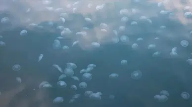 İstanbul Boğazı'nda kirlilik alarmı! Denizanası yoğunluğu oluştu