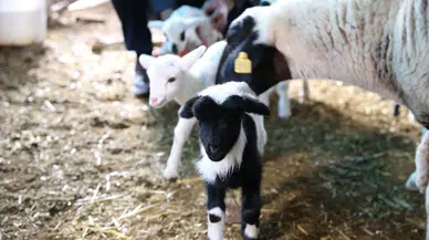 Denizli'de bir koyun 9 kuzu doğurdu