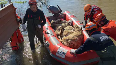 Edirne'de koyunlar risk altında kaldı, AFAD ekipleri kurtardı