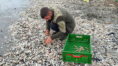 Mersin'de fırtına nedeniyle kargı midyeleri sahile vurdu